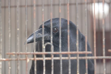 A black crow sits behind the bars of a metal cage, its head visible in a close-up shot, looking...