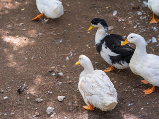 The cute ducks on a farm
