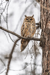 Long-eared owl (Asio otus), looking forward with wide opened eyes