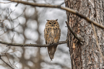 Long-eared owl (Asio otus), looking forward with wide opened eyes