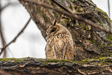 Long-eared owl (Asio otus), looking forward with wide opened eyes