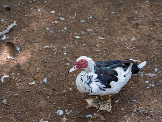 The cute ducks on a farm
