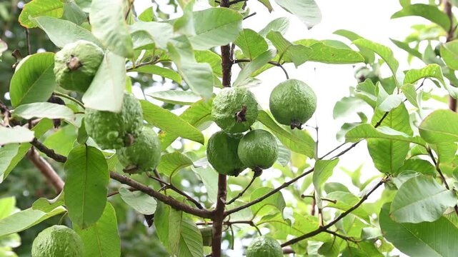 guavas hanging on the tree's branch. Hanging guava fruit. Close up of guavas . Healthy food concept.