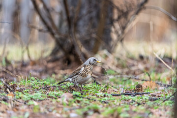 Wood bird Fieldfare, Turdus pilaris, on a sprng lawn.