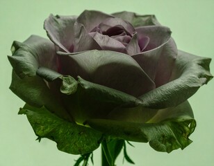 Translucent lavender rose glowing softly with smooth, flowing shapes