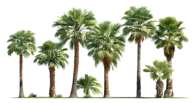 Group of lush green palm trees, isolated on transparent cutout background