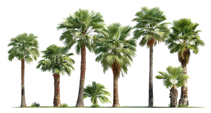 Group of lush green palm trees, isolated on transparent cutout background