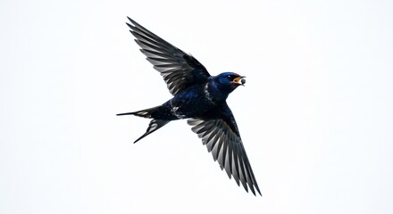 Obraz premium Hirondelle noire vole gracieusement lumiere naturelle intense bec rempli insectes. AI Generated