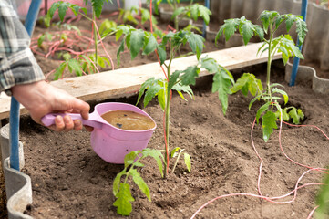 Caucasian male watering tomato plants in garden with pink watering can