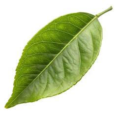 Obraz premium Vibrant Green Leaf: Close-up Detail of a Single Leaf Texture and Veins – Perfect for Botanical Designs & Nature Backgrounds