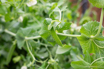 Close-up of green pea plant with vibrant leaves and tendrils in garden