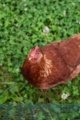 Brown hen standing on grass with green clover background, looking up