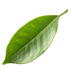 Obraz premium Vibrant Green Leaf: Close-Up Macro Photography of Citrus Foliage