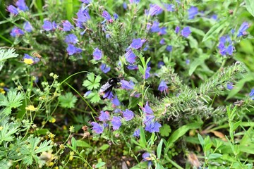  Perfect for themes related to wildlife, ecology, gardening, and biodiversity.