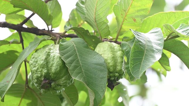 guavas hanging on the tree's branch. Hanging guava fruit. Close up of guavas . Healthy food concept.