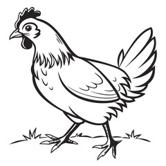 rooster isolated on white background