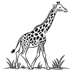 Giraffe vector illustration on a white background 