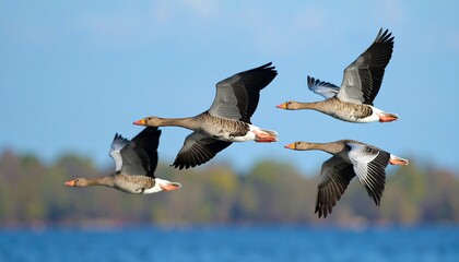 Flock of Greylag Geese in Flight Over Lake  Nature with Wildlife, and Autumn Sky.