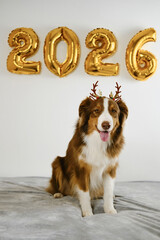 Greeting card with a dog and golden balloons in the shape of numbers 2026 - Happy New Year and...