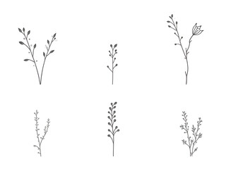 Collection of Six Minimalist Gray Scale Botanical Illustrations Featuring Delicate Floral Stems and Buds Isolated on a transparent background