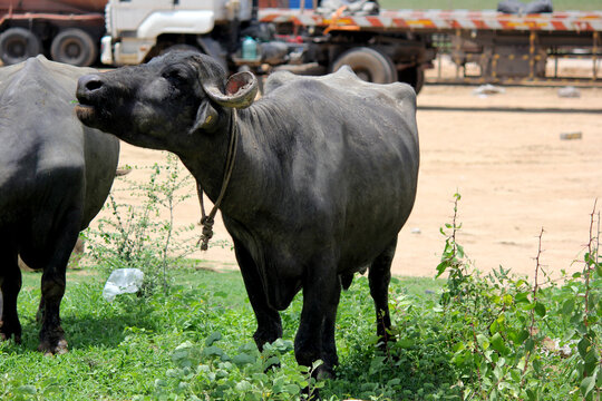 close up shot of buffalo italian buffalo and indian buffalo 