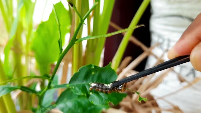 Manual Pest Control on Lime Leaf Using Tweezers &ndash; Closeup