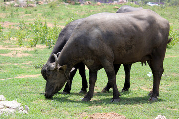 close up shot of buffalo italian buffalo and indian buffalo 