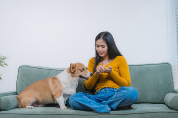 Obraz premium A young Asian woman sits on a cozy sofa at home with her Corgi. The indoor scene reflects warmth, happiness, and the loving bond between owner and pet during quiet leisure time