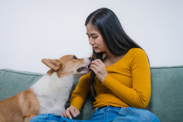 A young Asian woman sits on a cozy sofa at home with her Corgi. The indoor scene reflects warmth,...