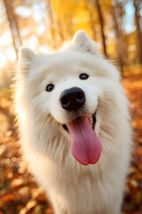 Obraz premium Samoyed Portrait in Autumn Forest Light