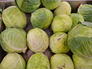 Group of fresh green cabbages, with some outer leaves still attached, ideal for themes of healthy...