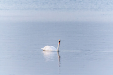 Graceful white Swan swimming in the lake, swans in the wild. Portrait of a white swan swimming on a lake.