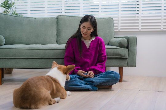Asian woman sits on the floor at home, smiling while playing, training, and feeding her adorable corgi. Their loving bond reflects joyful pet care, indoor companionship, and happy lifestyle moments