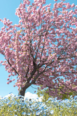 Spring Flowers of Japan: Blue Nemophila and Cherry Blossoms in Full Bloom