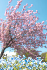 Spring Flowers of Japan: Blue Nemophila and Cherry Blossoms in Full Bloom
