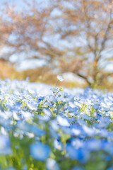 Spring Flowers of Japan: Blue Nemophila in Full Bloom