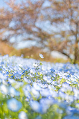 Spring Flowers of Japan: Blue Nemophila and Cherry Blossoms in Full Bloom