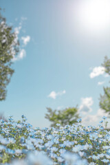 Blue Nemophila Flowers in Full Bloom under a Clear Spring Sky