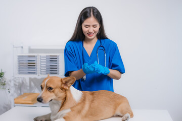 A professional Asian female veterinarian examines a cheerful corgi on the table at an animal...