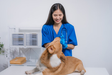 A professional Asian female veterinarian examines a cheerful corgi on the table at an animal...