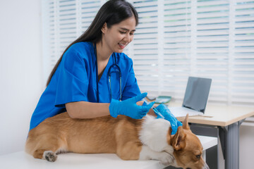 An Asian female veterinarian administers a vaccine to a corgi on the exam table. Wearing medical gloves and a uniform, professional care, promoting animal health and safety through proper treatment