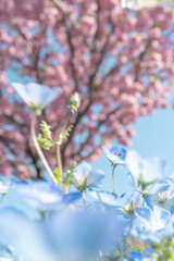 Spring Flowers of Japan: Blue Nemophila and Cherry Blossoms in Full Bloom