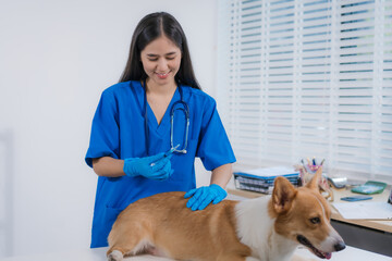 An Asian female veterinarian administers a vaccine to a corgi on the exam table. Wearing medical...