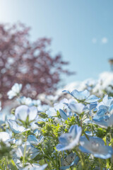 Blue Nemophila Flowers in Full Bloom under a Clear Spring Sky