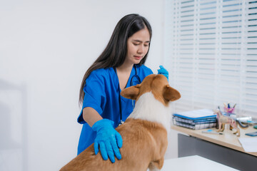 An Asian female veterinarian examines a corgi on the table at an animal clinic. Wearing a uniform,...