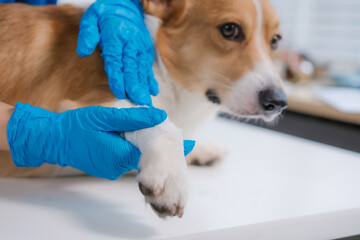 An Asian female veterinarian examines a corgi on the table at an animal clinic. Wearing a uniform,...