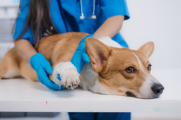 An Asian female veterinarian examines a corgi on the table at an animal clinic. Wearing a uniform,...
