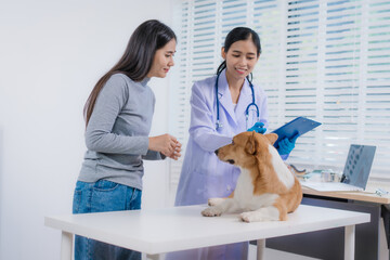 An Asian female veterinarian provides professional advice to a pet owner about her Corgi's illness. With compassion clarity, they discuss treatment,medications,care within a modern veterinary clinic
