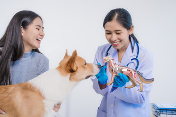 An Asian female veterinarian provides professional advice to a pet owner about her Corgi's illness....