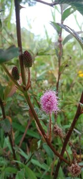 single blooming pink mimosa pudica flower with close buds around